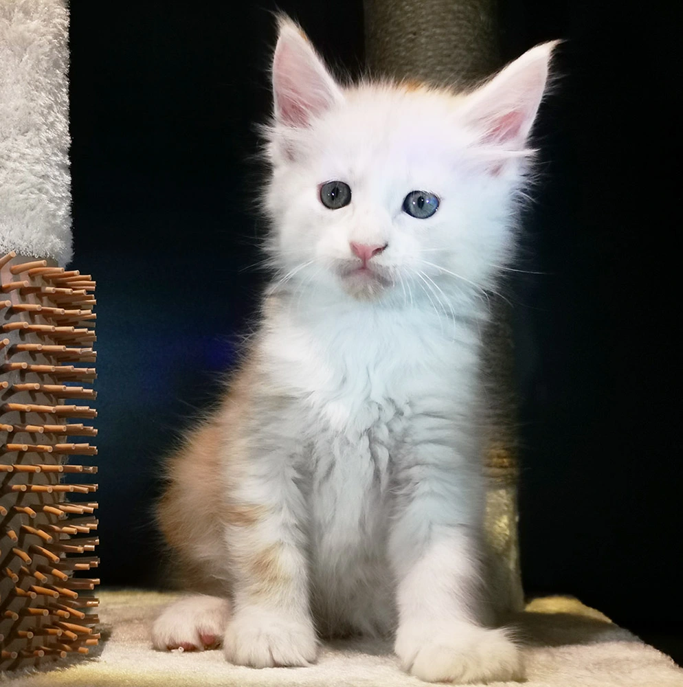 Maine coon - CAELAN