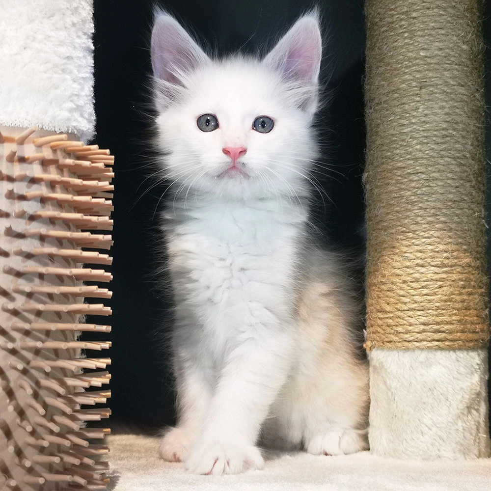 Maine coon - SILVAIN