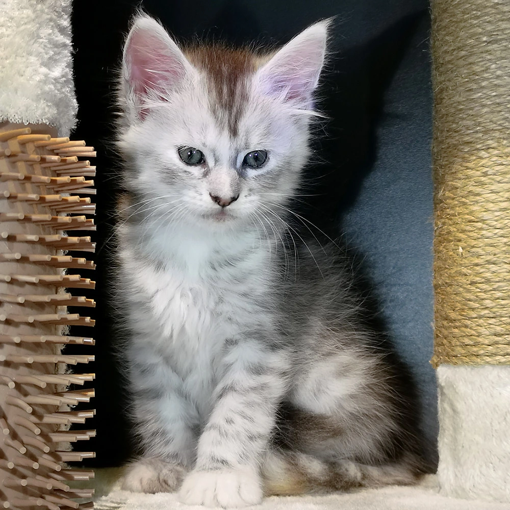 MAINE COON - SOLENNE